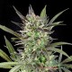 Семена конопли Master-Seed G13 feminised