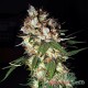 Семена конопли Master-Seed G13 feminised