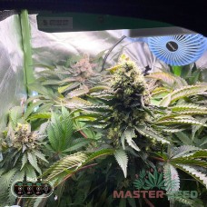 Master-Seed Gelato feminised