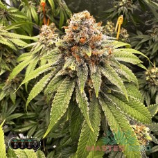 Master-Seed Gorilla Glue feminised