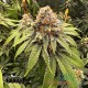 Насіння коноплі Gorilla Glue fem. XXL Premium Big Size
