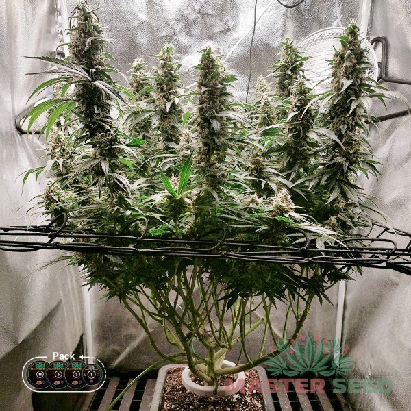 Насіння коноплі Gorilla Glue fem. XXL Premium Big Size