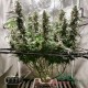 Насіння коноплі Gorilla Glue fem. XXL Premium Big Size
