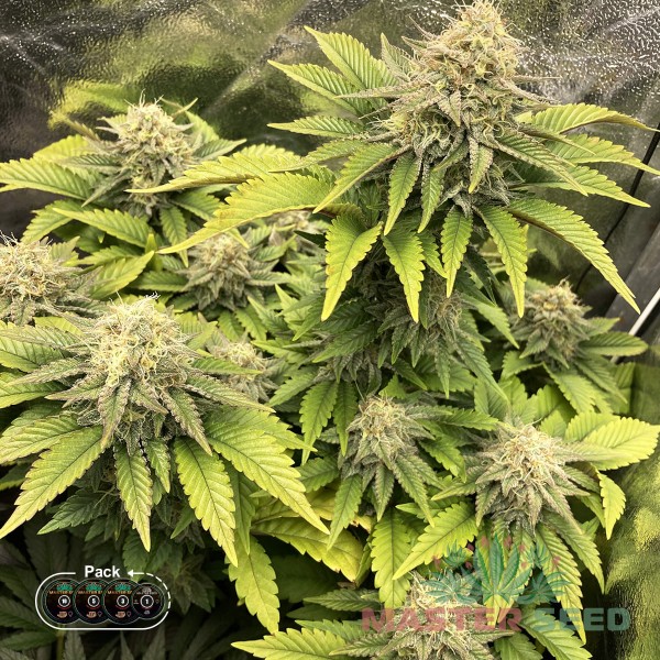Насіння коноплі Gorilla Glue fem. XXL Premium Big Size