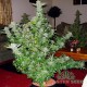 Насіння коноплі Master-Seed Great White Shark feminised