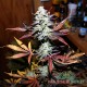 Семена конопли Great White Shark fem. XXL Premium Big Size