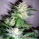 Насіння коноплі Master-Seed Great White Shark feminised