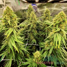 Master-Seed Green Poison feminised