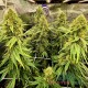 Семена конопли Green Poison fem. XXL Premium Big Size