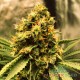 Семена конопли Green Poison fem. XXL Premium Big Size