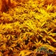 Семена конопли Green Poison fem. XXL Premium Big Size