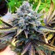 Семена конопли Jack Herer fem. XXL Premium Big Size