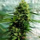 Семена конопли Jack Herer fem. XXL Premium Big Size
