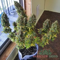 Master-Seed Kalashnikova feminised