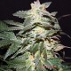 Семена конопли Lemon Skunk fem. XXL Premium Big Size