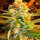 Семена конопли Lemon Skunk fem. XXL Premium Big Size