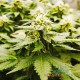 Насіння коноплі Master-Seed LSD feminised