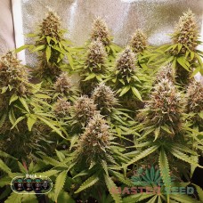 Master-Seed Master Kush feminised