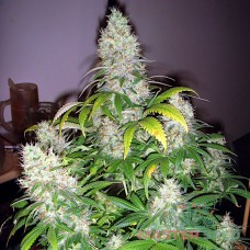 Master-Seed Mazar feminised