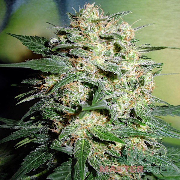 Семена конопли Northern Lights fem. XXL Premium Big Size