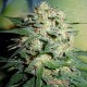 Семена конопли Northern Lights fem. XXL Premium Big Size