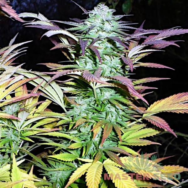 Семена конопли Northern Lights fem. XXL Premium Big Size