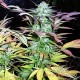Семена конопли Northern Lights fem. XXL Premium Big Size