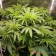 Насіння коноплі OG Kush fem. XXL Premium Big Size