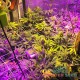 Насіння коноплі OG Kush fem. XXL Premium Big Size