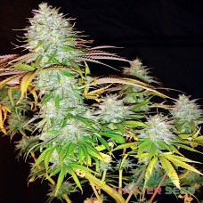Master-Seed Power Plant feminised