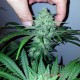 Семена конопли Master-Seed Power Plant feminised