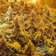 Семена конопли Master-Seed Power Plant feminised