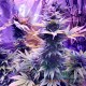 Насіння коноплі Purple Haze fem. XXL Premium Big Size