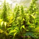 Насіння коноплі Purple Haze fem. XXL Premium Big Size