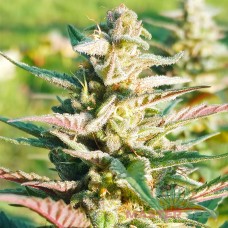 Master-Seed Purple Kush feminised