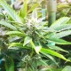 Насіння коноплі Master-Seed Purple Kush feminised