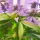Насіння коноплі Master-Seed Purple Kush feminised