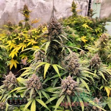Master-Seed Runtz Zkittlez feminised