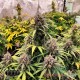 Насіння коноплі Runtz Zkittlez fem. XXL Premium Big Size