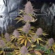 Насіння коноплі Runtz Zkittlez fem. XXL Premium Big Size