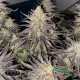 Насіння коноплі Runtz Zkittlez fem. XXL Premium Big Size