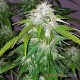Насіння коноплі Master-Seed Sour Diesel feminised