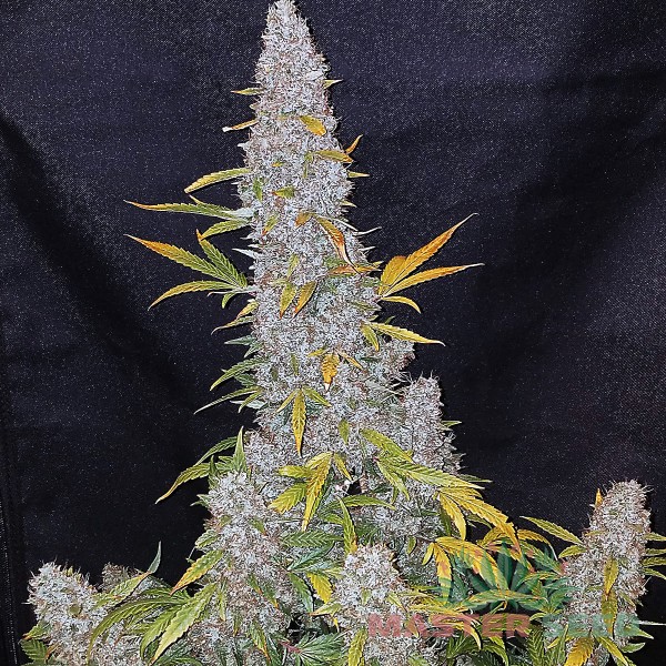 Насіння коноплі Master-Seed Sour Diesel feminised