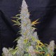 Насіння коноплі Master-Seed Sour Diesel feminised