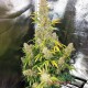 Насіння коноплі Master-Seed Sour Diesel feminised