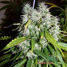 Master-Seed Super Skunk feminised