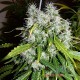 Семена конопли Super Skunk fem. XXL Premium Big Size