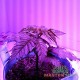 Семена конопли Super Skunk fem. XXL Premium Big Size