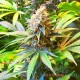 Семена конопли Master-Seed Sweet Mango feminised