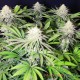 Семена конопли Master-Seed Sweet Mango feminised